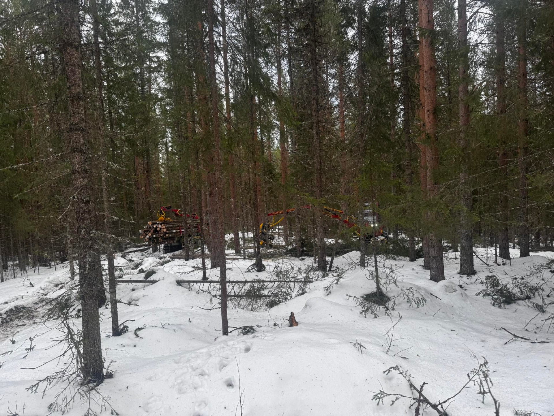 Maskiner i arbeid i snøkledd skog